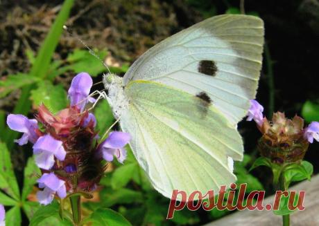 Чем пахнут бабочки и сколько нарядов у каракатицы | Путешествия. Природа. Походы | Дзен