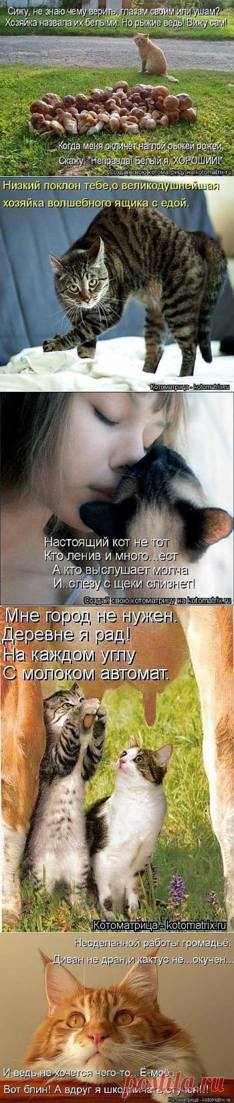 Котоматрица - пятничный позитив..