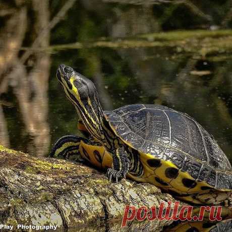 Rotwangenschildkröte 😎
 #animals #schildkröte
 #animals  #wildlifepark #chrisdeplayphotography #nikonp900 #vienna_city #vienna🇦🇹 #wien🇦🇹 #wildlife  #wildlifephotography #animalphoto #bird #birds #photographyart #water #wasser