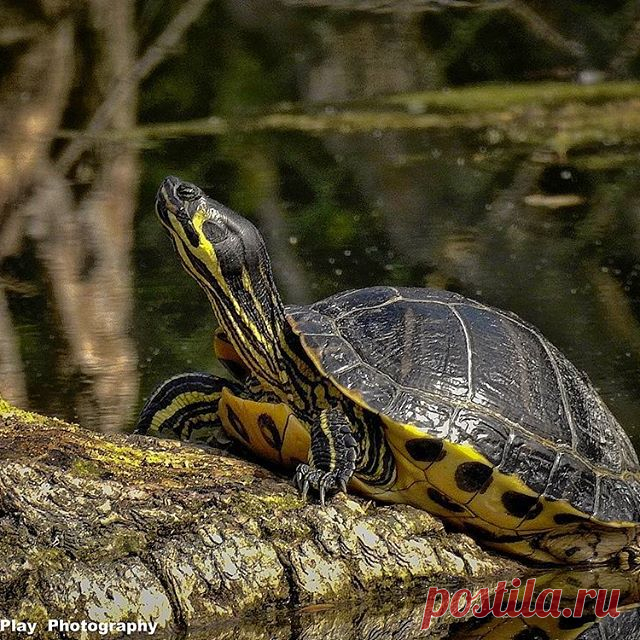Rotwangenschildkröte 😎
 #animals #schildkröte
 #animals  #wildlifepark #chrisdeplayphotography #nikonp900 #vienna_city #vienna🇦🇹 #wien🇦🇹 #wildlife  #wildlifephotography #animalphoto #bird #birds #photographyart #water #wasser