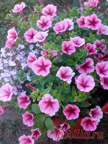 Петуния - хвастаемся цветущими растениями - Страница 17 - Форум цветоводов Фрау Флора
