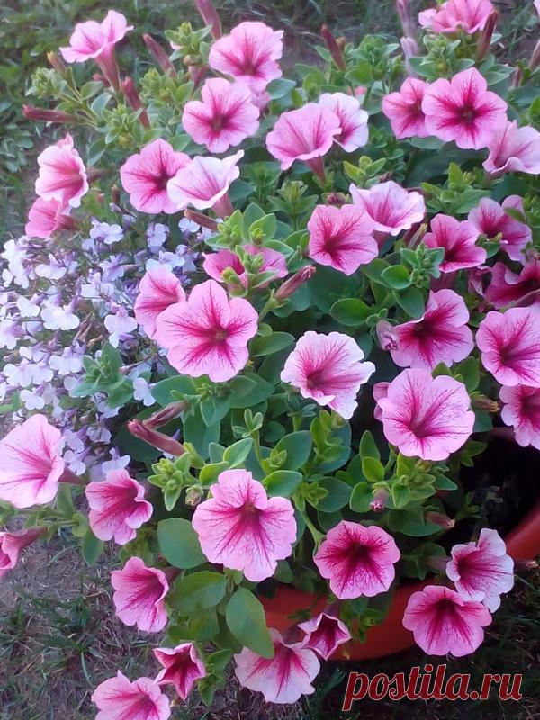Петуния - хвастаемся цветущими растениями - Страница 17 - Форум цветоводов Фрау Флора