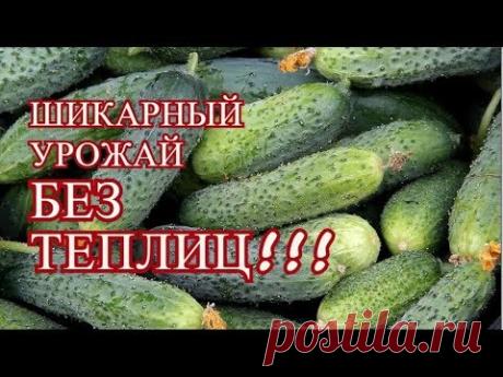 ОГУРЦЫ В ОТКРЫТОМ ГРУНТЕ. ПОСМОТРИТЕ ЭТО ВИДЕО, ЕСЛИ ХОТИТЕ ПОЛУЧИТЬ УРОЖАЙ БЕЗ ТЕПЛИЦ!