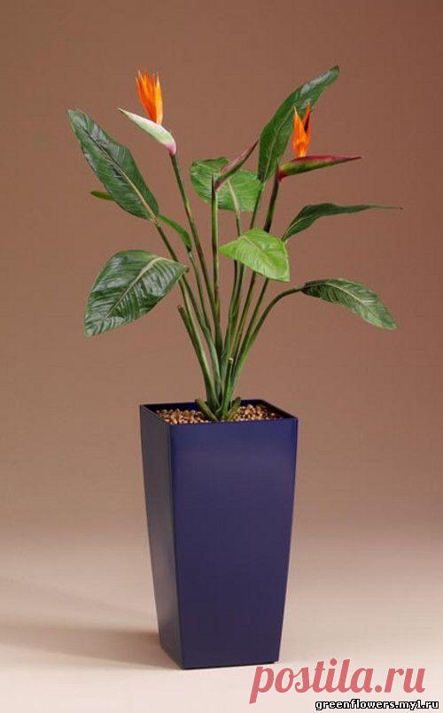 декоративно - цветущие растения :: растения и комнатные цветы с фото и названиями