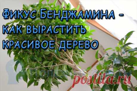 Фикус Бенджамина - как вырастить красивое дерево?