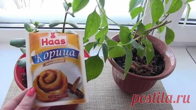 КАК при помощи КОРИЦЫ избавится от МОШЕК