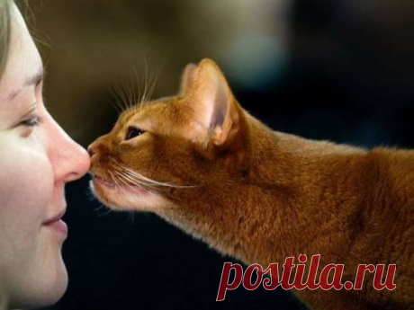 Кошки способны лечить! Вот куда нужно приложить кота, чтобы вылечиться. — Домашний уют