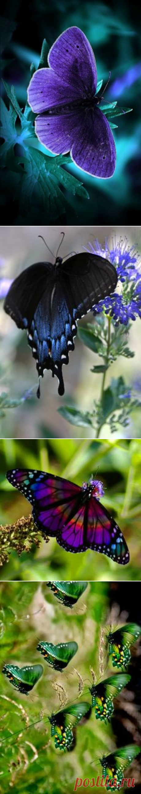 Бабочки on Pinterest