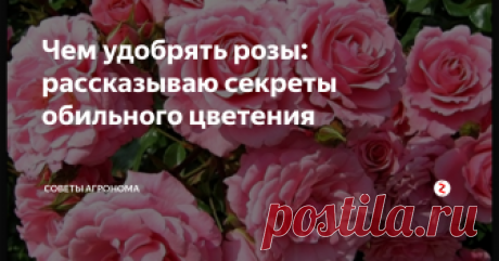 Чем удобрять розы: рассказываю секреты обильного цветения
