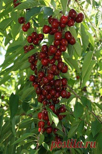 Колоновидная черешня. Высаживание и уход