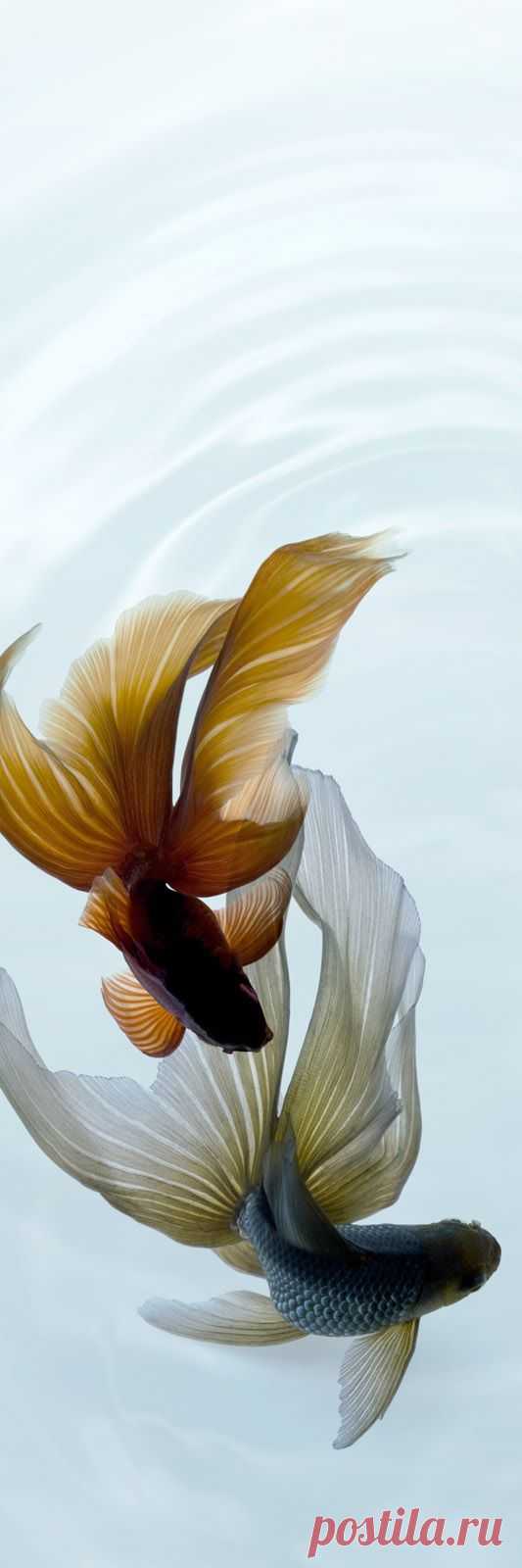 Goldfish