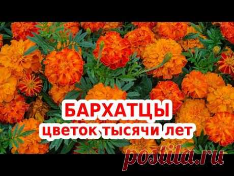 Заготавливаем бархатцы для здоровья человека во время: цветы чернобривцы заготавливаем уже сейчас