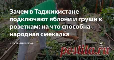 Зачем в Таджикистане подключают яблони и груши к розеткам: на что способна народная смекалка В каждом хозяине частного дома, садоводе и огороднике спит такое маааааленькое, на первый взгляд, совершенно незаметное существо, имя которому ЖАДИНА. Нет, ну а как иначе объяснить тот факт, что весной мы садим по 100-200 корней рассады всего что только можно. А уже через месяц, горестно взирая на среднероссийские джунгли, которые внезапно вымахали на твоём подоконнике, думаем:  -И...