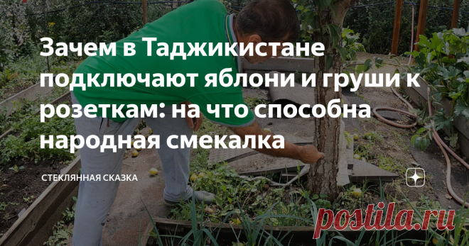 Зачем в Таджикистане подключают яблони и груши к розеткам: на что способна народная смекалка В каждом хозяине частного дома, садоводе и огороднике спит такое маааааленькое, на первый взгляд, совершенно незаметное существо, имя которому ЖАДИНА. Нет, ну а как иначе объяснить тот факт, что весной мы садим по 100-200 корней рассады всего что только можно. А уже через месяц, горестно взирая на среднероссийские джунгли, которые внезапно вымахали на твоём подоконнике, думаем:  -И...