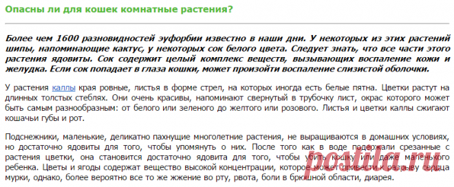 Комнатные растения опасные для кошек, эуфобия, калла, подснежники, предосторожности, что делать при отравлении кошки растениями, токсичные растения для кошек, болезни кошек, отравления кошек, кошки, реферат