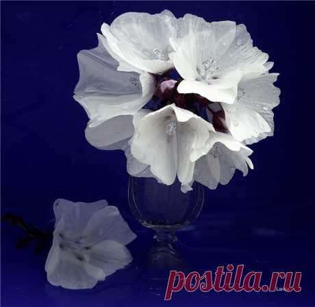 Белые цветы на синем фоне
