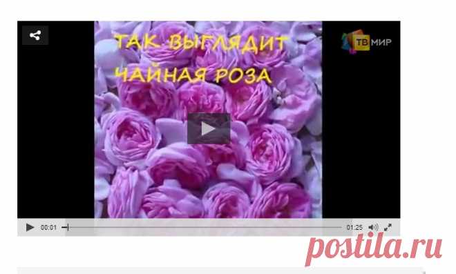 Розовое варенье из лепестков чайной розы, видео рецепт / Простые рецепты