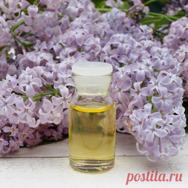 Настойка сирени на водке и спирту: рецепт и применение