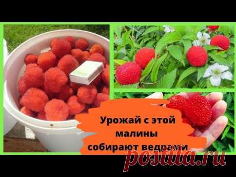 Урожай с этой малины собирают ведрами. Земляничная малина в вашем саду