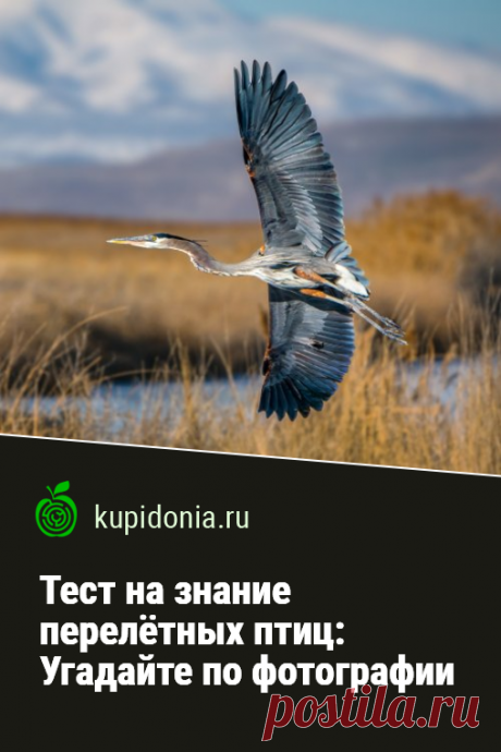 Тест на знание перелётных птиц:  Угадайте по фотографии. Тест о перелётных птицах с фотографиями и небольшими подсказками. Проверьте ваши знания о животных!