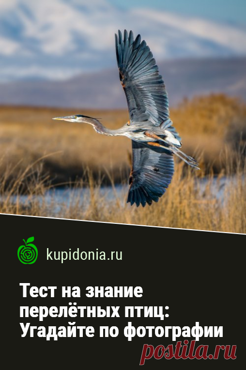 Тест на знание перелётных птиц:  Угадайте по фотографии. Тест о перелётных птицах с фотографиями и небольшими подсказками. Проверьте ваши знания о животных!