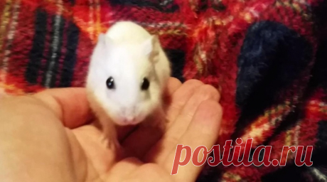 Чиби ждала два года. Зато получила хозяйку, одеялко и друга