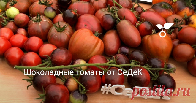 Шоколадные томаты от СеДеК Эти томаты уникальны не только по своему внешнему виду, но и по вкусу, а многочисленность сортов позволит выбрать огороднику отвечающий его запросам сорт
