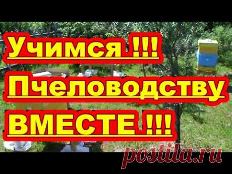 Начинающий пчеловод ! Учимся пчеловодству Вместе !!! - YouTube