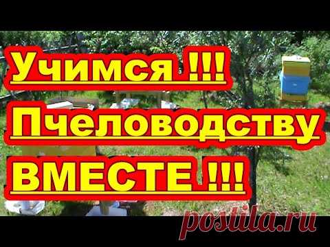 Начинающий пчеловод ! Учимся пчеловодству Вместе !!! - YouTube