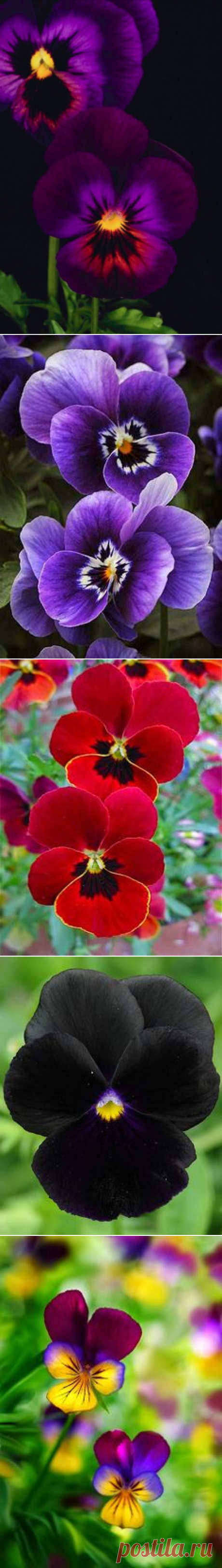 Анютины глазки, Фиолетовый and Темно-фиолетовый on Pinterest