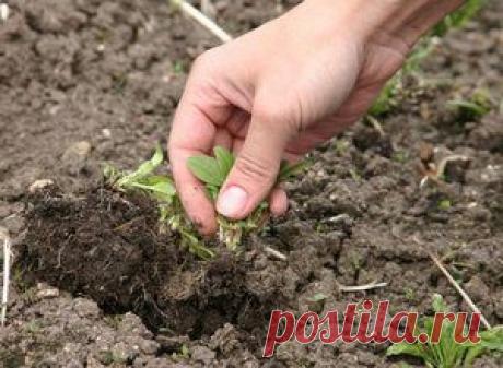 Борьба с сорняками. Способы и методы. | Моя любимая флора