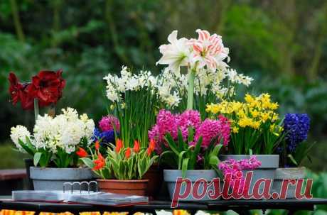 🌸Народные названия комнатных растений