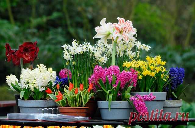 🌸Народные названия комнатных растений