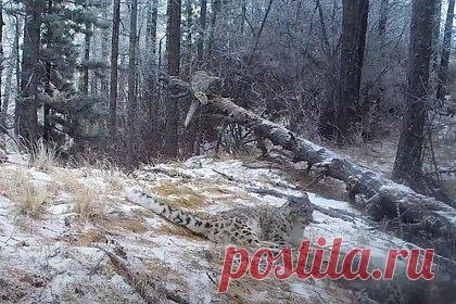 В Саяно-Шушенском заповеднике родились котята снежного барса. В Саяно-Шушенском заповеднике родились три котенка снежного барса, их с матерью показала фотоловушка. Детенышам сейчас примерно шесть месяцев, их пол пока не определен. Отмечается, что, таким образом, численность снежных барсов в Саяно-Шушенском заповеднике увеличилась до девяти особей.