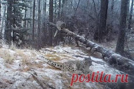 В Саяно-Шушенском заповеднике родились котята снежного барса. В Саяно-Шушенском заповеднике родились три котенка снежного барса, их с матерью показала фотоловушка. Детенышам сейчас примерно шесть месяцев, их пол пока не определен. Отмечается, что, таким образом, численность снежных барсов в Саяно-Шушенском заповеднике увеличилась до девяти особей.