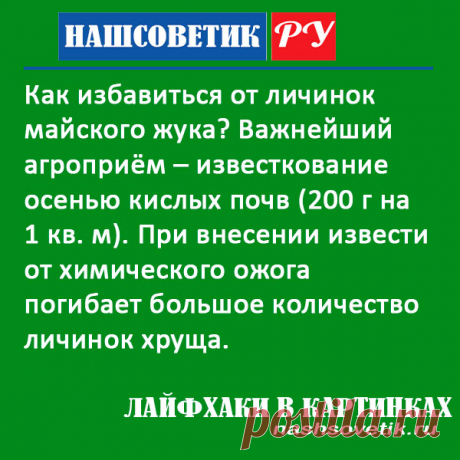 Как бороться с личинками майского жука осенью. Есть очень простой приём, который весной даст вам отличные результаты.