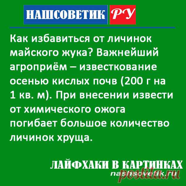 Как бороться с личинками майского жука осенью. Есть очень простой приём, который весной даст вам отличные результаты.
