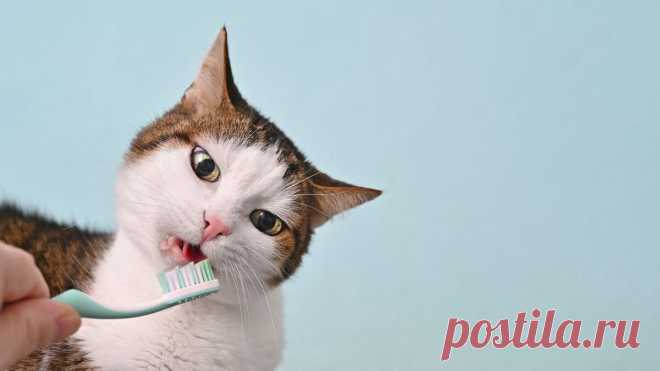 7 полезных привычек, которые продлят жизнь вашей кошки | Питомцы Mail.ru | Дзен