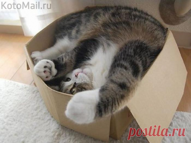 Король коробок