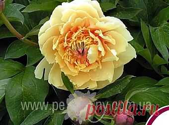 Пион ИТО гибрид Border Charm - Кайма Очарования Размер 2/3 - Peony.com.ua