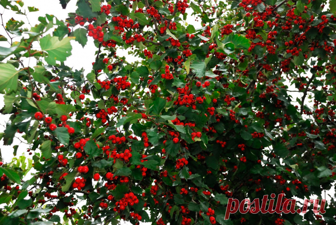 ЯГОДКА ДЛЯ ЗДОРОВОГО СЕРДЦА