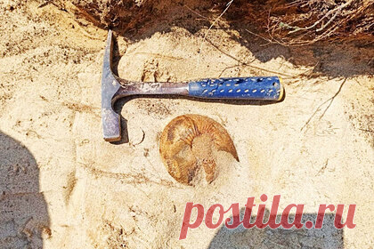 В российском пригороде нашли останки жившего 80 миллионов лет назад ящера. В пригороде Саранска во время палеонтологических раскопок нашли останки доисторического ящера плезиозавра, который существовал около 80 миллионов лет назад. Ученный Игорь Мелешин отметил, что находка саранских палеонтологов может «пролить свет на биологию и экологию данной группы морских рептилий».