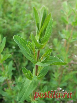 Трава от 99 болезней | Травы жизни