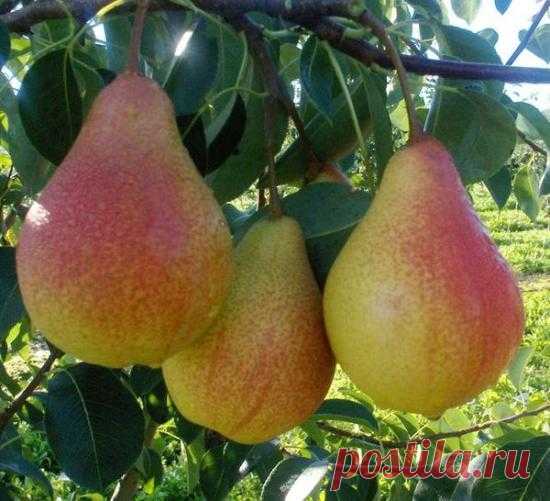 Вкусная и ароматная груша Любимица Клаппа