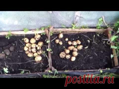 Выращивание картофеля в ящике под соломой: Группа Практикум садовода и огородника