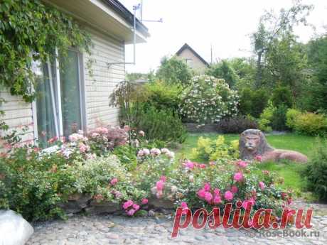 Сад участника Вера Миронова [santolia] :: Энциклопедия роз