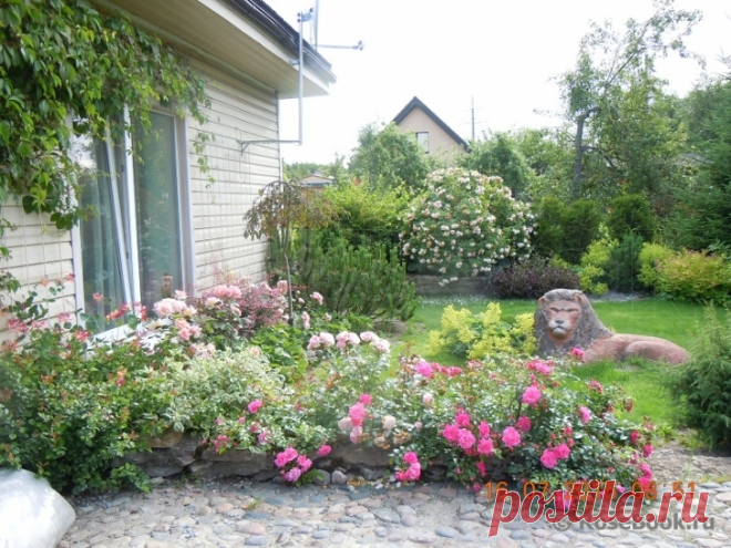 Сад участника Вера Миронова [santolia] :: Энциклопедия роз