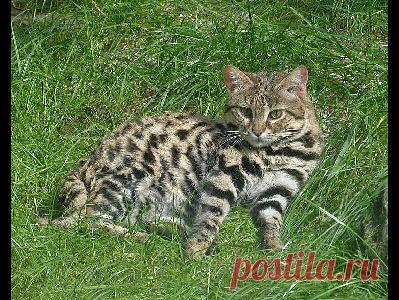 Информация о черноногой кошке - Фото 4