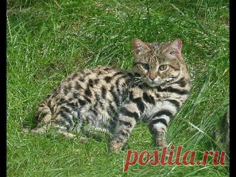 Информация о черноногой кошке - Фото 4