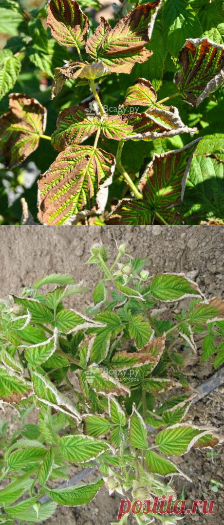 Курчавость малины - чем вызывается, когда появляется